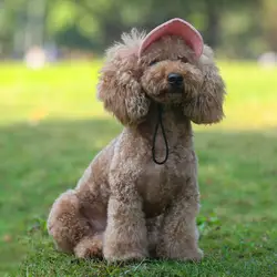 2019 шляпа от солнца для собак Милая Повседневная хлопковая бейсбольная кепка для домашних животных Чихуахуа домашний Йоркширский питомец