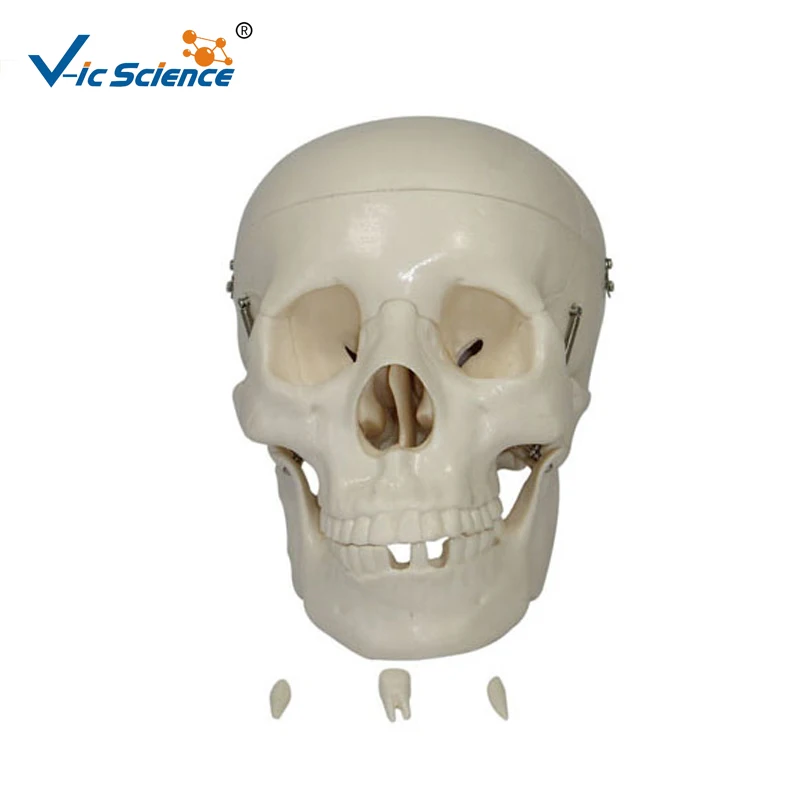 

High Quality Life-Size Skeleton Skull with Painted Muscles