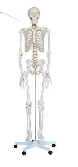 

Body skeleton model Structural skeleton heart Blood vessels Neurology teaching 170cm Skeleton model-GASENHN-003