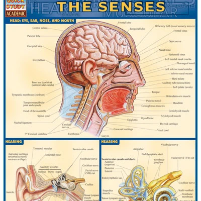 BarCharts- Inc. 9781572224995 Senses (1)