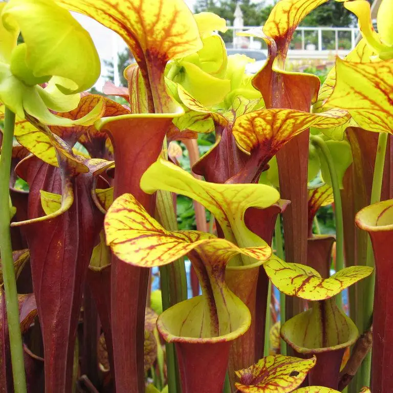 Image 10 Pcs   Bag, Sarracenia Seeds, Flower Seeds, Diy Potted Plants, Indoor   Outdoor Pot Seed Germination Rate Of 95% Mixed Colours