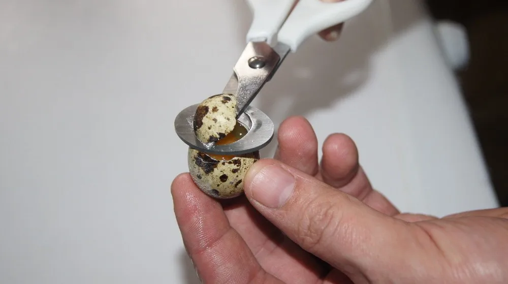 10 шт./лот ножницы для перепелиных яиц Яйцерезка яйца открывалка ножницы для перепелиных яиц