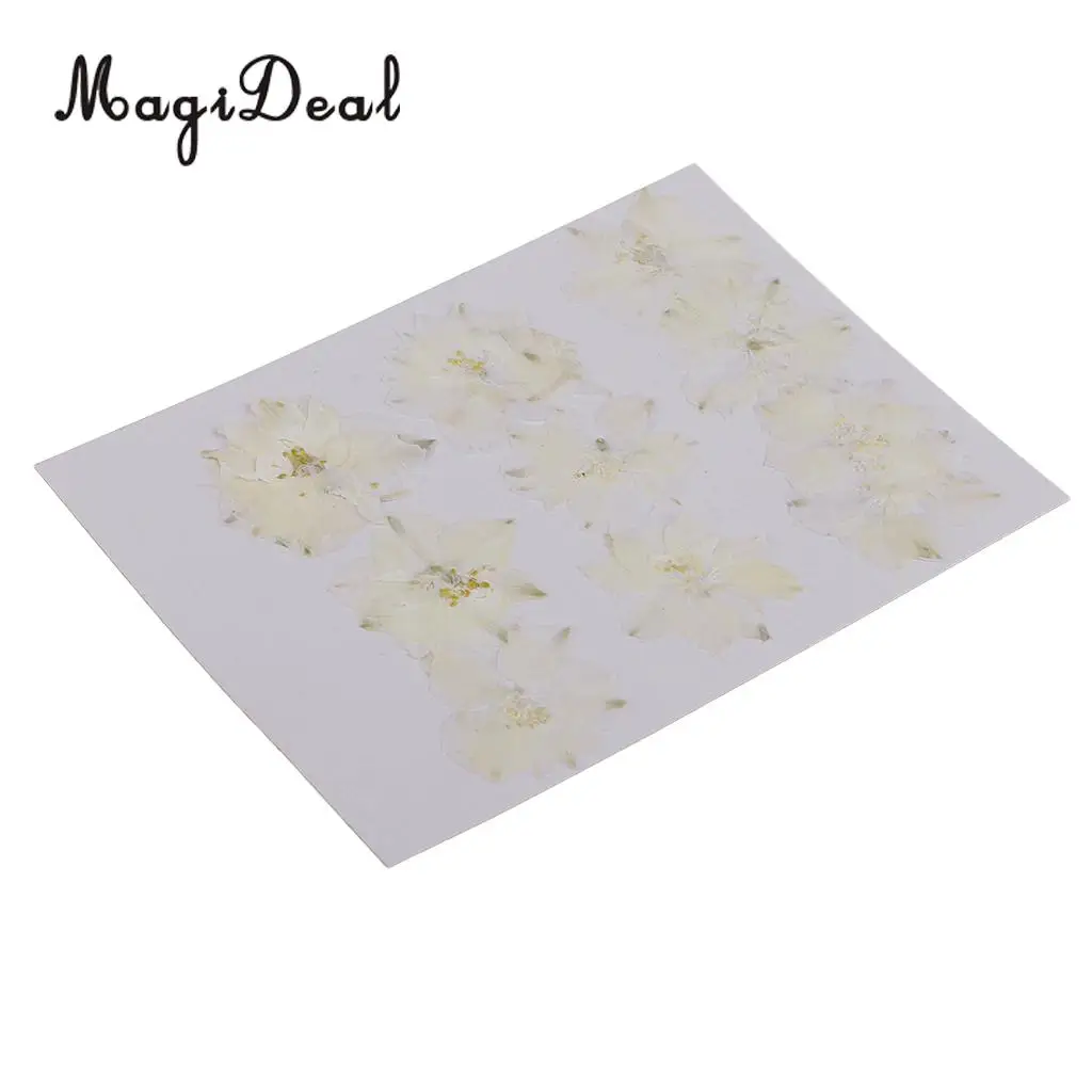 10 / 20Pcs Beautiful Real Pressed Rose Petal Babysbreath Flowers Dried Flowers for Art Craft Scrapbooking DIY Resin Jewelry