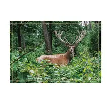 Декор с животными сильный Олень в лесе коврик для ванной нескользящий дверной коврик напольный вход открытый дверной коврик