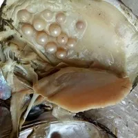 Натуральная устричная oyster monster рождественский подарок на день рождения