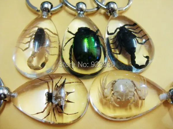 

Free Shipping 5 PCS High Quality ice drop jewelry mix real scorpion&spider&crab&beetle keychain Wealth TAXIDERMY GIFT