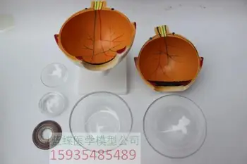 

6X eyeball enlargement anatomical model eye magnification eyeball teaching model 6 parts