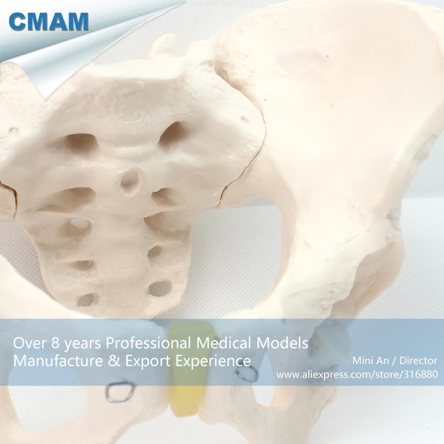 12340/Размер жизни женский таз анатомическая модель скелета, медицинская научная образовательная учебная анатомическая модель