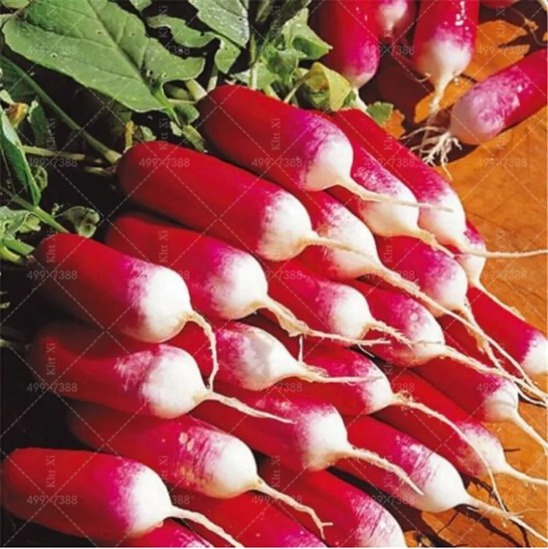 

100 Pcs Rare Sausage Radish Bonsai Juicy And Nutritious Early Spring Radish Very Delicious Vegetable Garden Food Easy To Grow