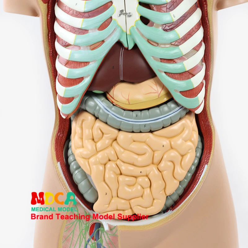 85 см разборки 17 части бесполое туловища человека висцерального анатомическая модель MQG201 для обучения печень, кишечник и желудок