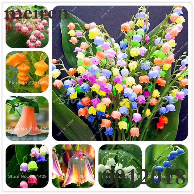 Hot Sale 100 Pcs/Bag Bell Orchid Bonsai Flower Campanula Bonsai Flower Seedling Convallaria Plant Pot For Home Garden air plants Hot Sale 100 Pcs/Bag Bell Orchid Bonsai Flower Campanula Bonsai Flower Seedling Convallaria Plant Pot For Home Garden air plants