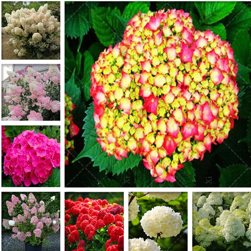 

20 Pcs Climbing Hydrangea Bonsai,Hydrangea Flower,Beautiful China Hydrangea,Flower Plant,Natural Growth for Home Garden Planting