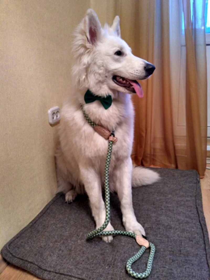 Нейлоновый Поводок для собак, поводок для маленьких и средних собак, регулируемый поводок для тренировок для собак, поводок для собак PY0235