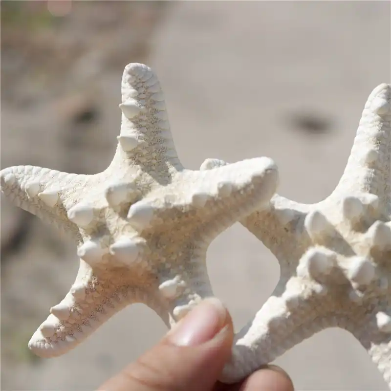 Get Grande decoracao starfish Desktop Wallpaper Grande Decoracao Starfish