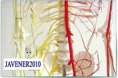 NEW170cm анатомический скелет человека модель кровеносных сосудов и нервов+ стенд