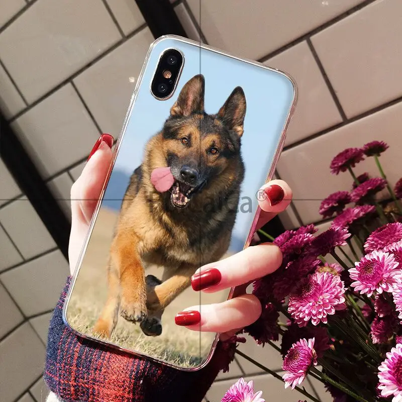 german shepherd dog