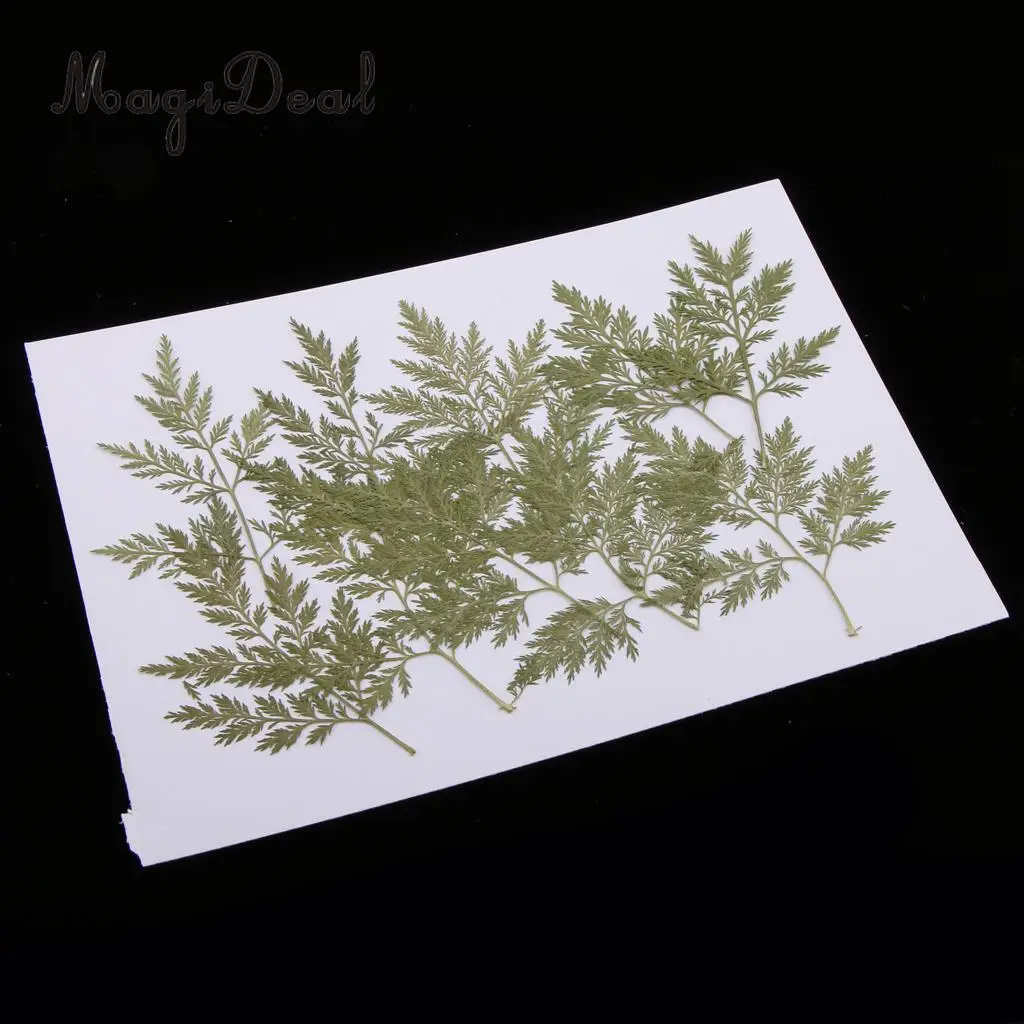10Pcs Mixed Green Dried Pressed Flowers Leaves Plant Herbarium For Jewelry Photo Frame Phone Case Scrapbooking Card Craft Making