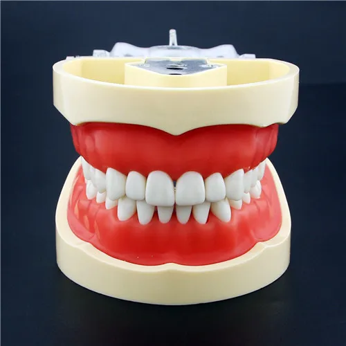Съемная Стоматологическая модель зубные композиции модель для практики с 28 шт зубные гранулы и винт обучающая модель моделирования - Цвет: 1pc Teeth model