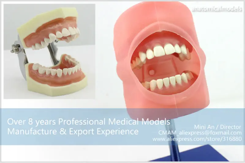 CMAM/12557 Dental-Phantom Head, Human Oral Dental Medical Teaching анатомическая модель