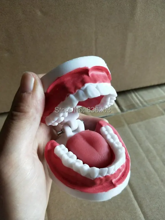 

Dental lab equipment teeth whitening Dentist Human anatomical skull skeleton Teaching Study Brushing Model for children toy gif