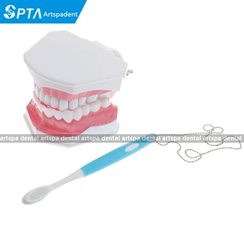 

28-teeth Standard Dental Teaching Study Adult Standard Typodont Teeth Model