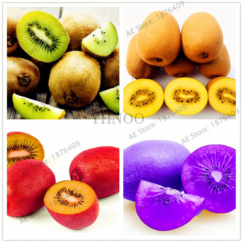 

100pcs/bag Kiwi Bonsai,Four Kinds Kiwi,Red Yellow Green Purple,Nutrition Is Rich,Very Tasty And Delicious