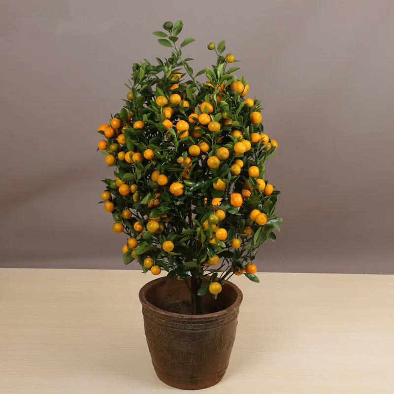 Bonsai Orange Tree Seeds 20pcs Pack