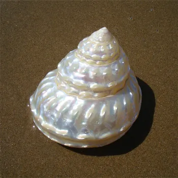 

8-10CM Lyncina Vitellus Astralium Haematragum Astraea Undosa Natural Crafts Fish Tank Aquarium Shell Wedding Home Decoration