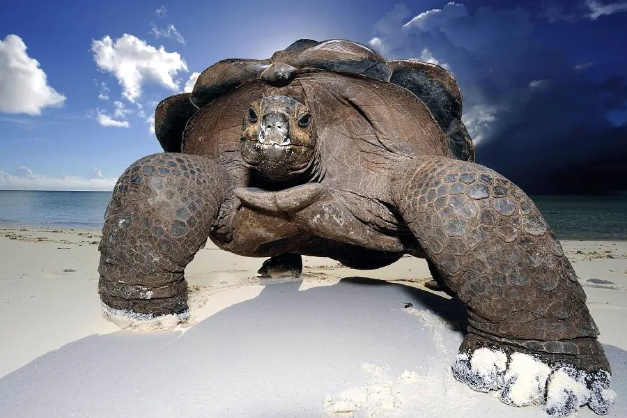 Mer Cloud Plage Blanc Sable Mer Tortue Animaux Affiche Tissu
