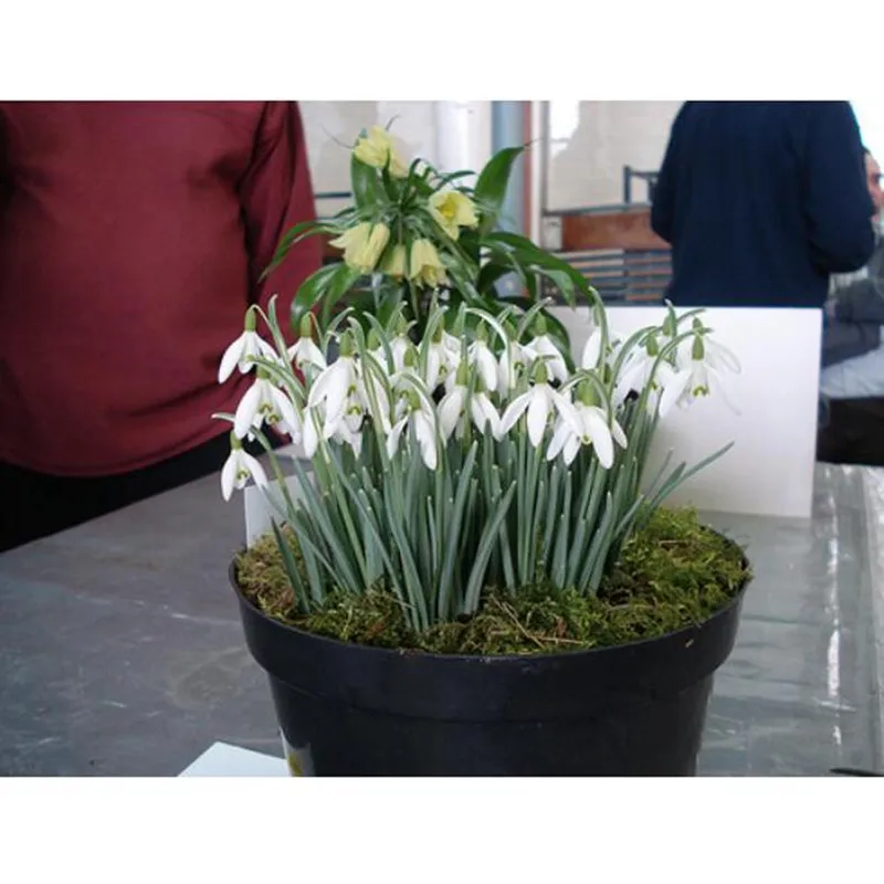 Купить Живые Подснежники В Горшке В Мурманске