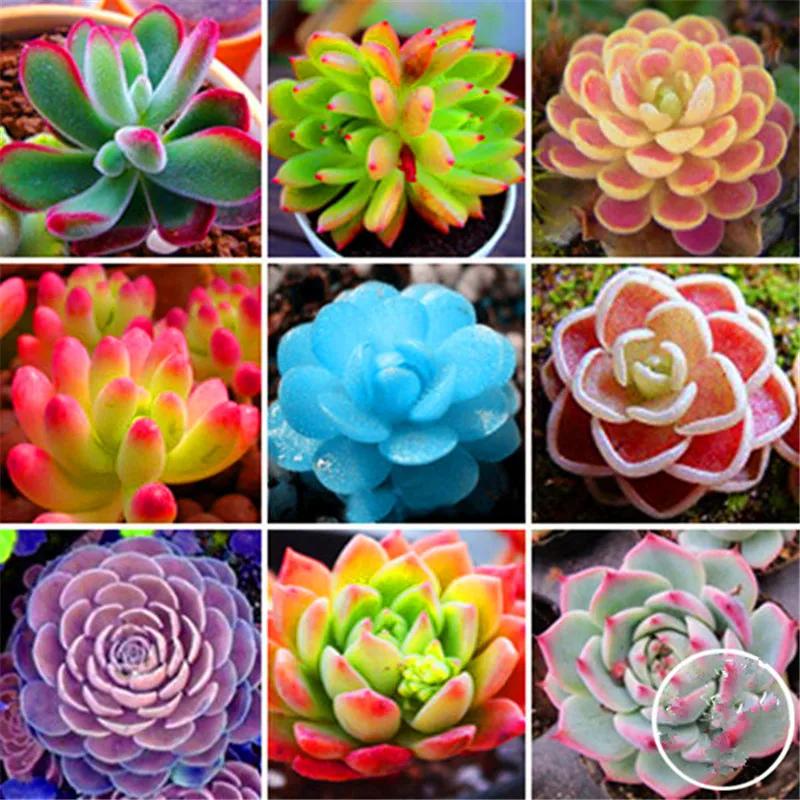 Bonsai 100pcs Rare Mix Lithops Living Stones Succulent Cactus Organic Garden Bulk Plants Potted