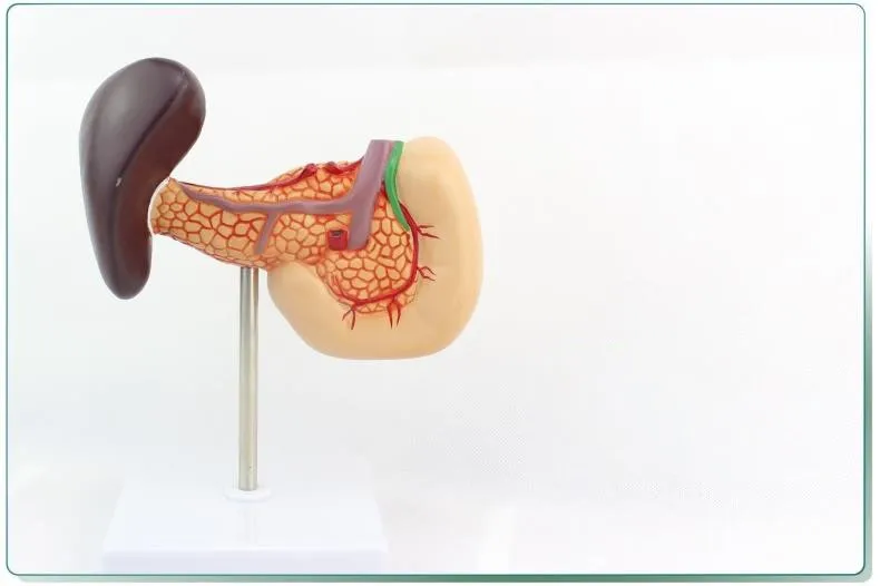 Поджелудочная железа и двенадцатиперстной кишки и селезенки модели, двенадцатиперстной кишки анатомия модель, селезенки модели