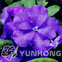 Горячая Распродажа 20 шт. сумка Raro Deep Blue Brunfelsia бонсай Orquideas Para Plantar бонсай Декор сад Лас Вегас де Fleurs Новый