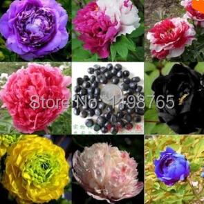 10 seeds/bag 24 Colors Peony seeds Flower pots planters peonies seed  Bonsai plants Seeds for home & garden