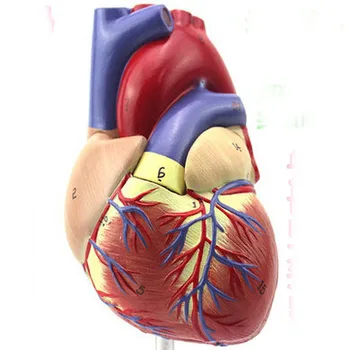 

life size heart anatomical model echocardiography intracardiac cardiac structure heart model