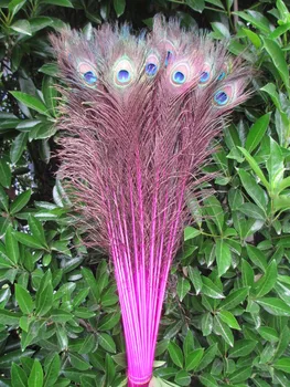 

Wholesale 50pcs beautiful rose peacock feather eye 70-80 cm / 28-32 inch decorative celebration
