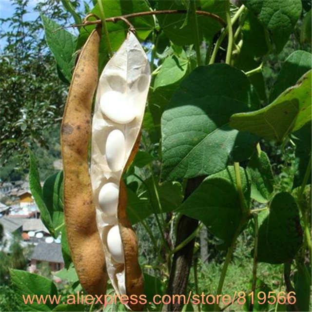 100 Real White Kidney Bean Health Bean Plants Bonsai Sementes Outdoor