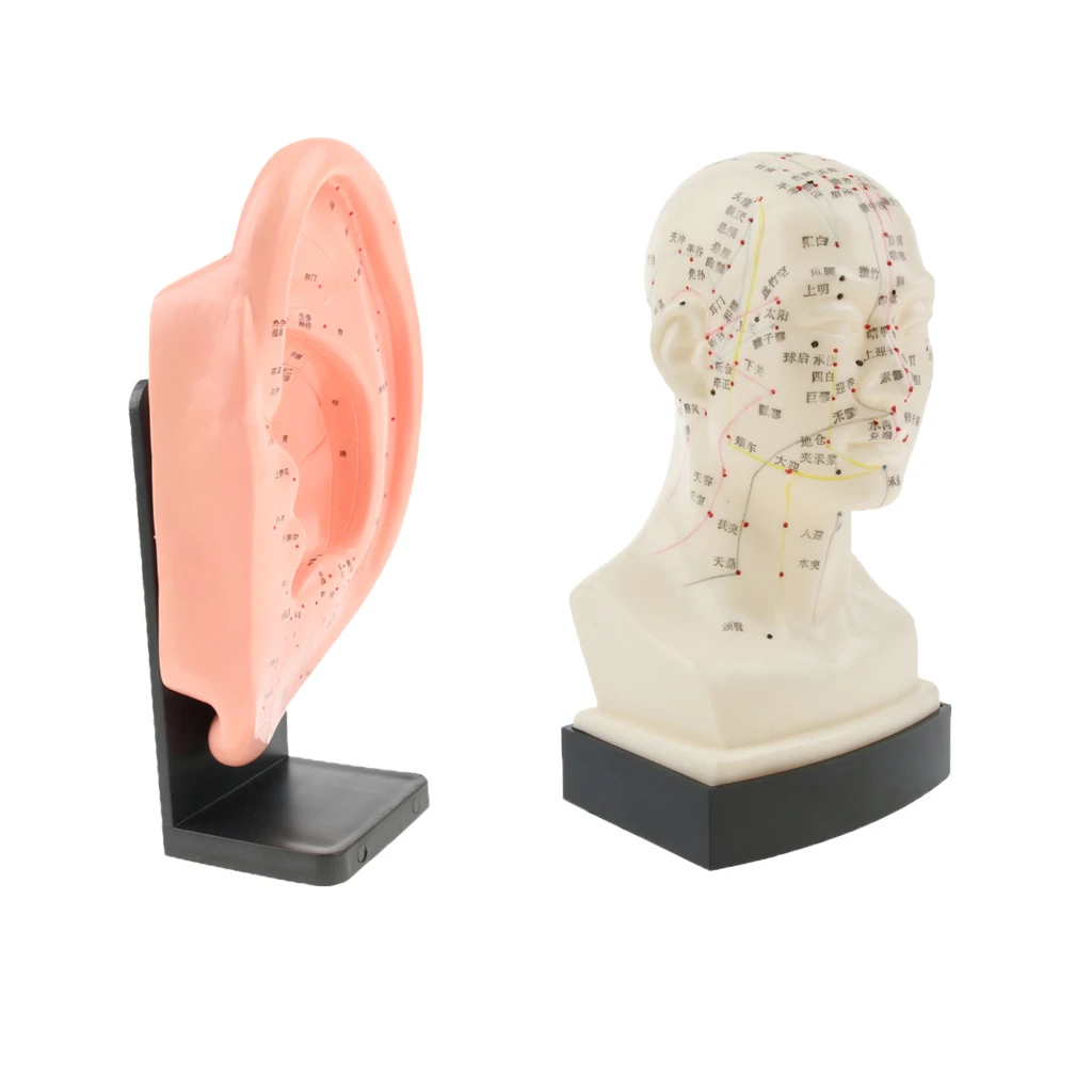 

2 Pcs Traditional Human Head Ear Acupuncture Meridian Model Plastic Durable Learning Tool With Acupressure Point
