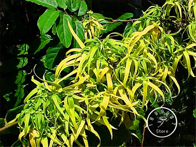 

100 Pcs/Pack Big Promotion!Cananga odorata, Ylang-Ylang Tree, container or indoor plant flower Bonsai