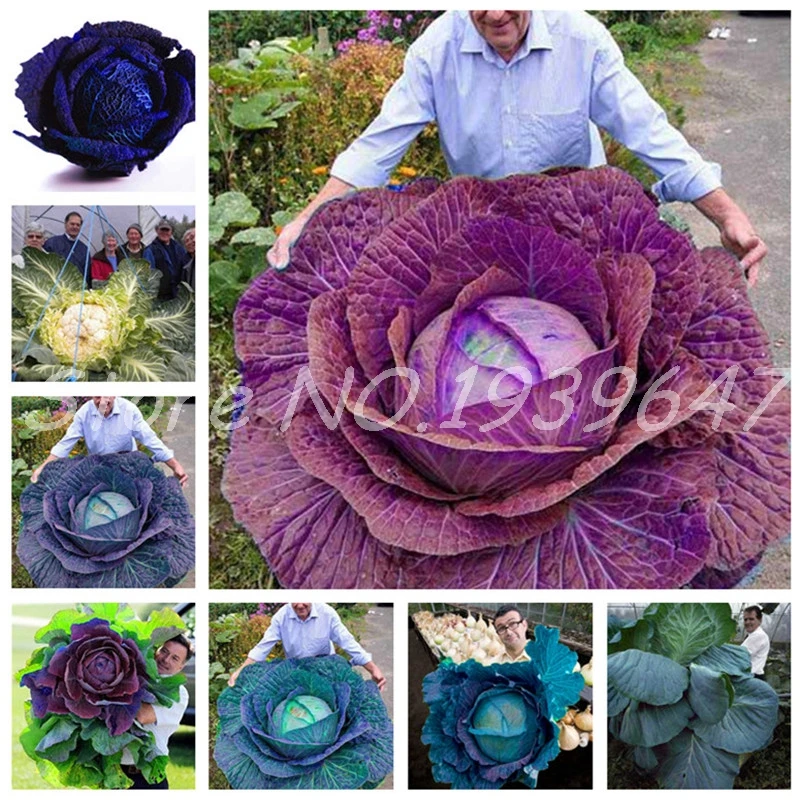 

50 pcs Cabbage Flower Plants Easy Grow Fruits Vegetables Bonsai Plant Non-GMO For Home Garden Decor DIY Potted Flower Plantas