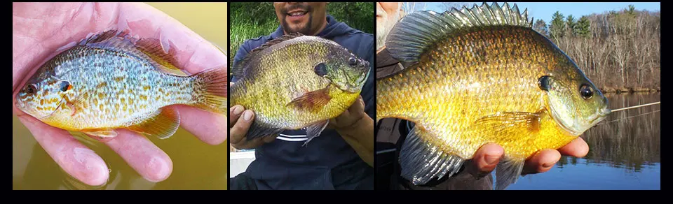 50 шт. МИКРО ДЖИГ голова Sunfish приманки шариковая свинцовая головка crappie джиг Крючки перо джиг пресноводная утонченность рыболовные наживки наборы