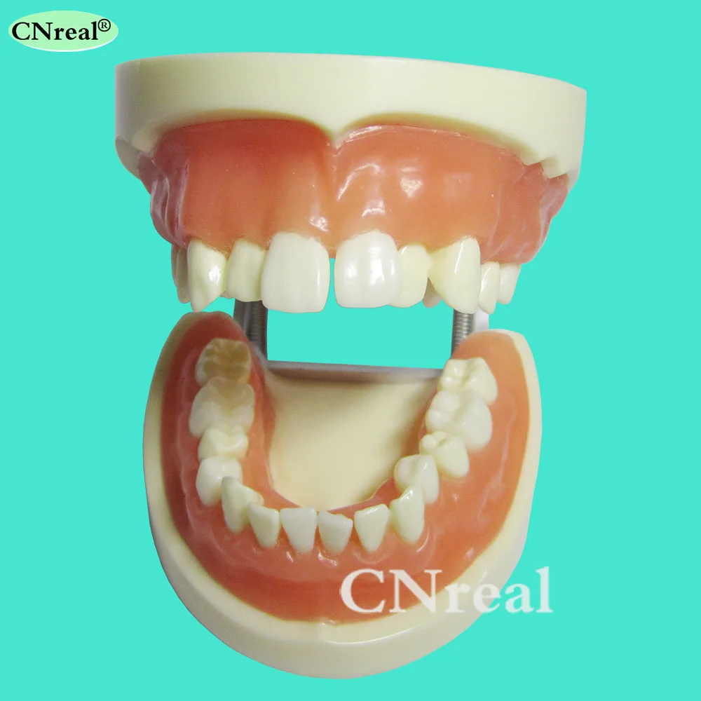 

1 Piece Dental Teeth Extraction Training Model with Silicone Soft Gum