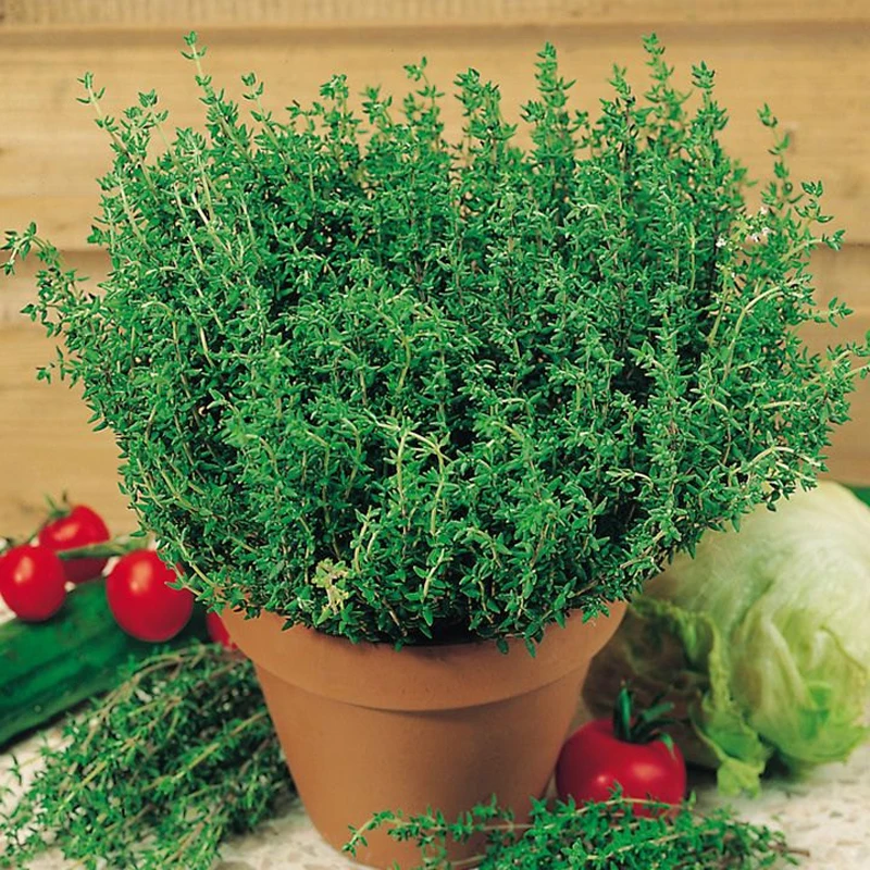 French Thyme * 1 Packet 20's (Pcs) * Thymus Vulgaris * Summer Thyme