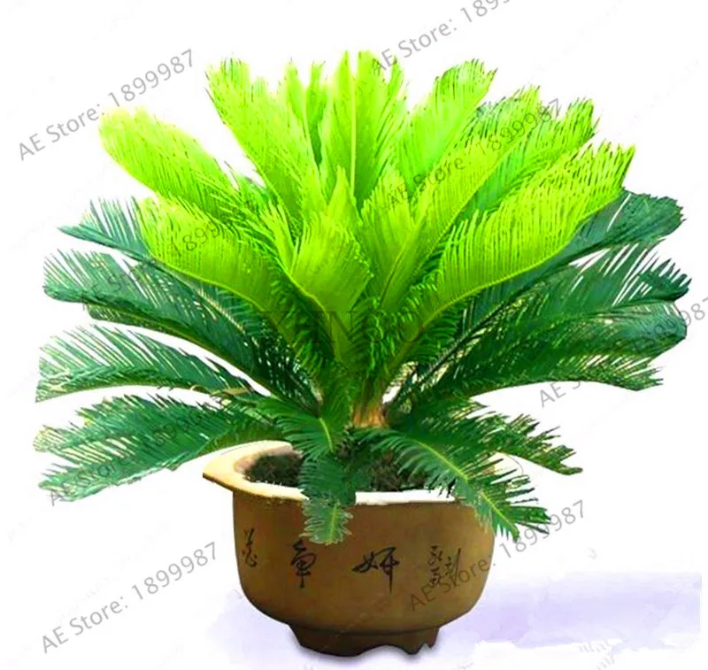 

New Fresh Cycas revoluta Plants Sago Palm Tree Tropical Fossil Easy to Grow Cycad Bonsai Tree flores for indoor plant Garden 1