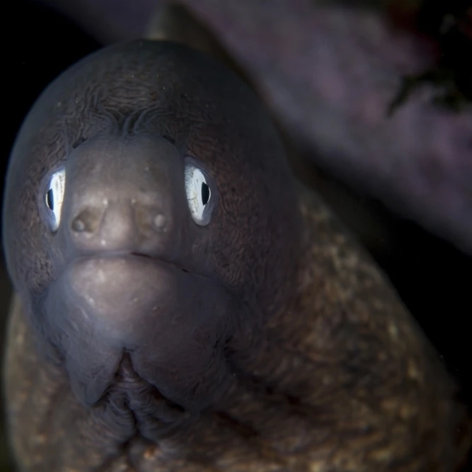 A white-eyed moray eel searches for prey on a reef Poster Print (17 x 11)