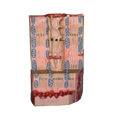 Human muscle tissue model Myocardial anatomy Myocardial ultrastructure model 27*22*37cm free shipping
Human muscle tissue model Myocardial anatomy Myocardial ultrastructure model 27*22*37cm free shipping