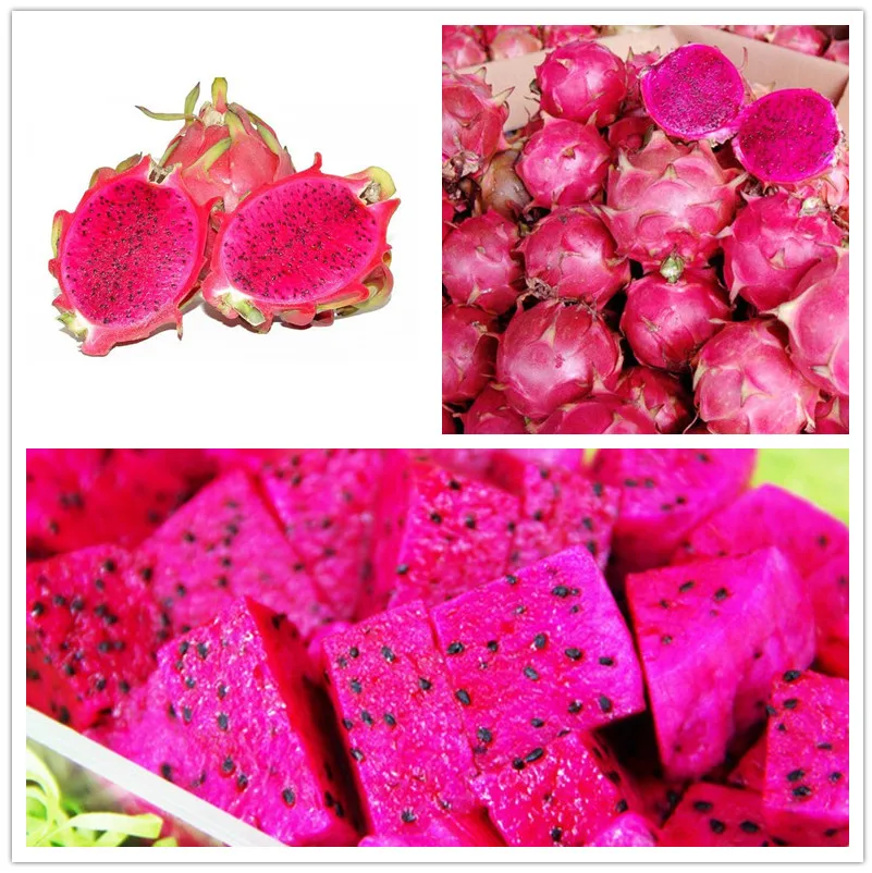 

Sales! 1000 pcs/ bag Imported Red Pitaya Japanese Juicy Non-GMO Bonsai Dragon Fruit Home Garden Potted Plant DIY Easy to Grow