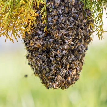 

100ml Swarm Commander Premium Swarm Lure Bee Attractant Hive JS22