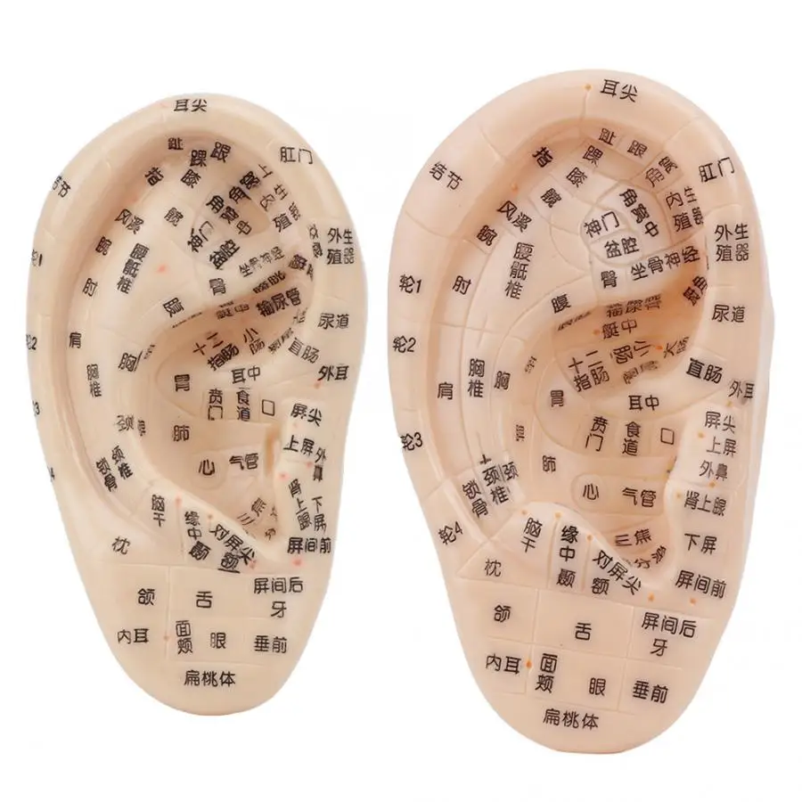 

Professional Auricular Point Ear Model Eardrum Ear Acupoint Reflection Zone Acupuncture Model Ear Care Tool Health Care