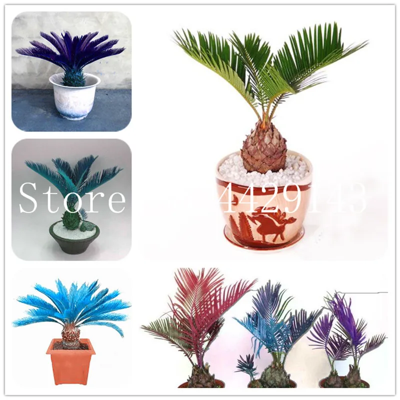 

10 pcs/bag Blue Cycas bonsai, Sago Palm Tree plant,Cycas Tree bonsai,the budding rate 97% rare potted plant for home garden